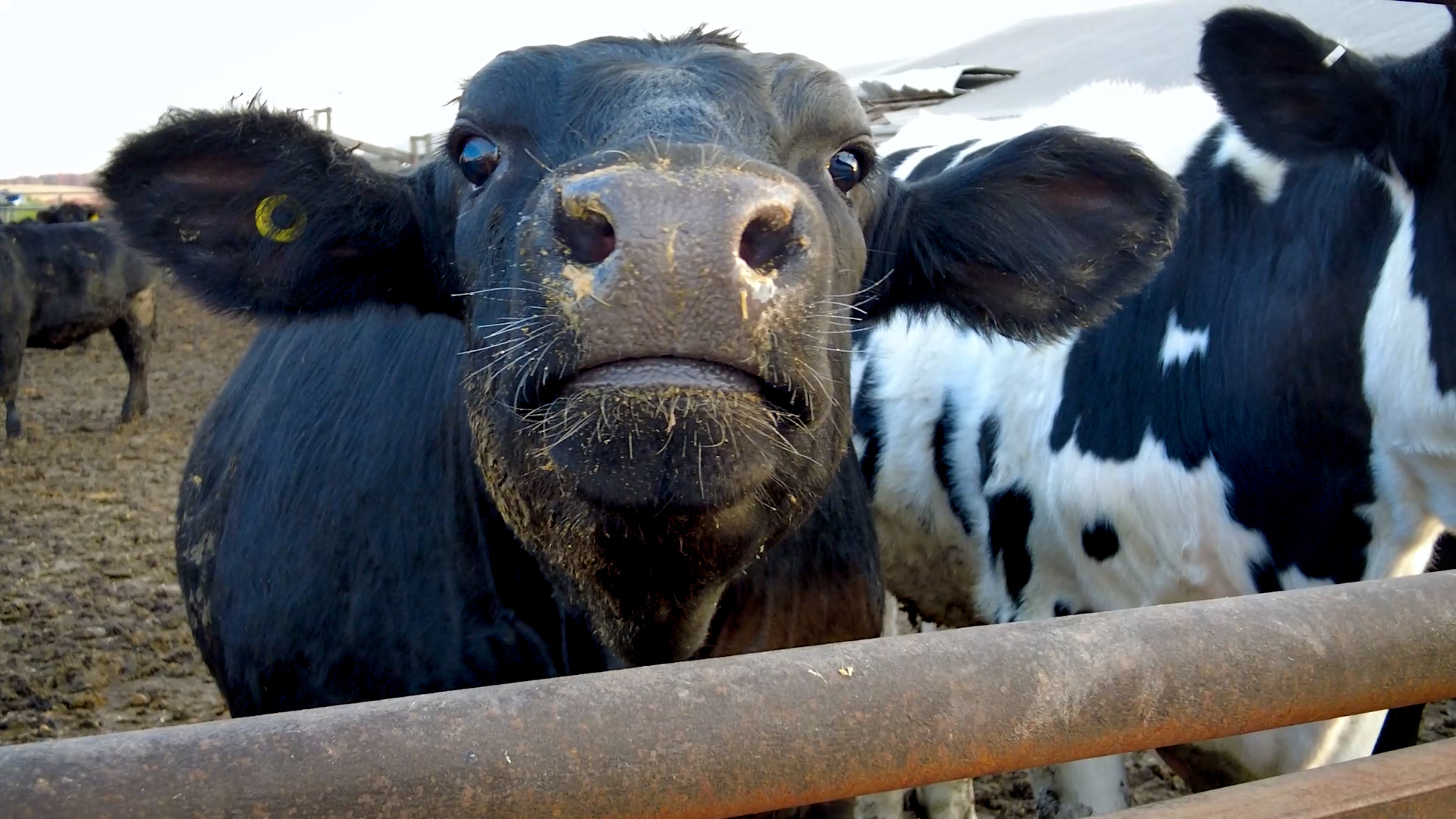 Steak & Meat Supplier